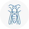 Mosborough Wasp Nest Removal